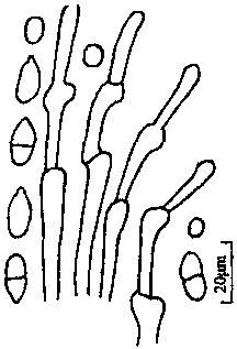 黄芪叶斑病